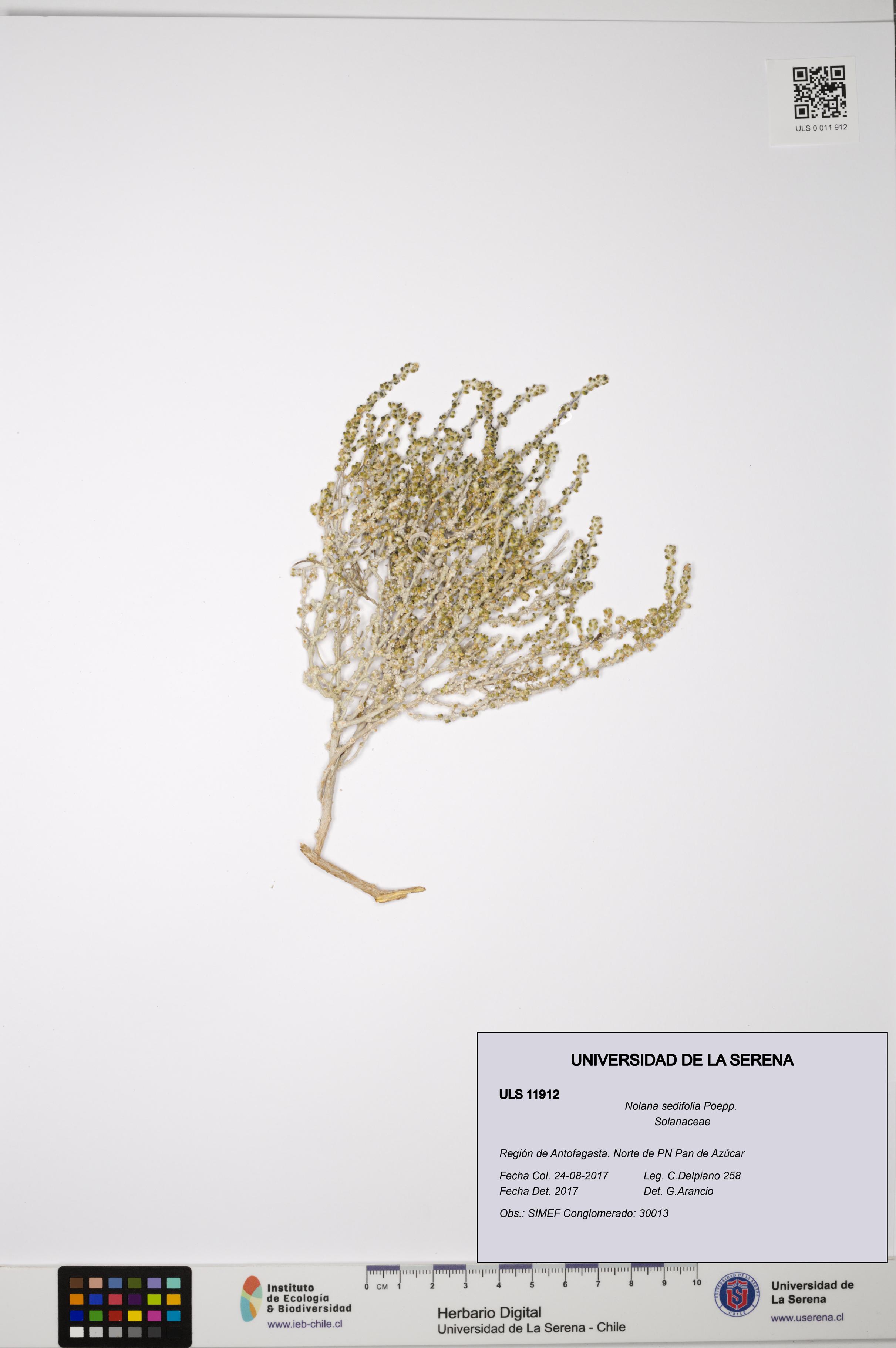 Nolana sedifolia [Espécimen: ULS:ULS:0011912]