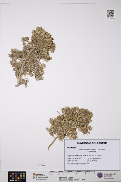 Nolana peruviana [Espécimen: ULS:ULS:0012085]
