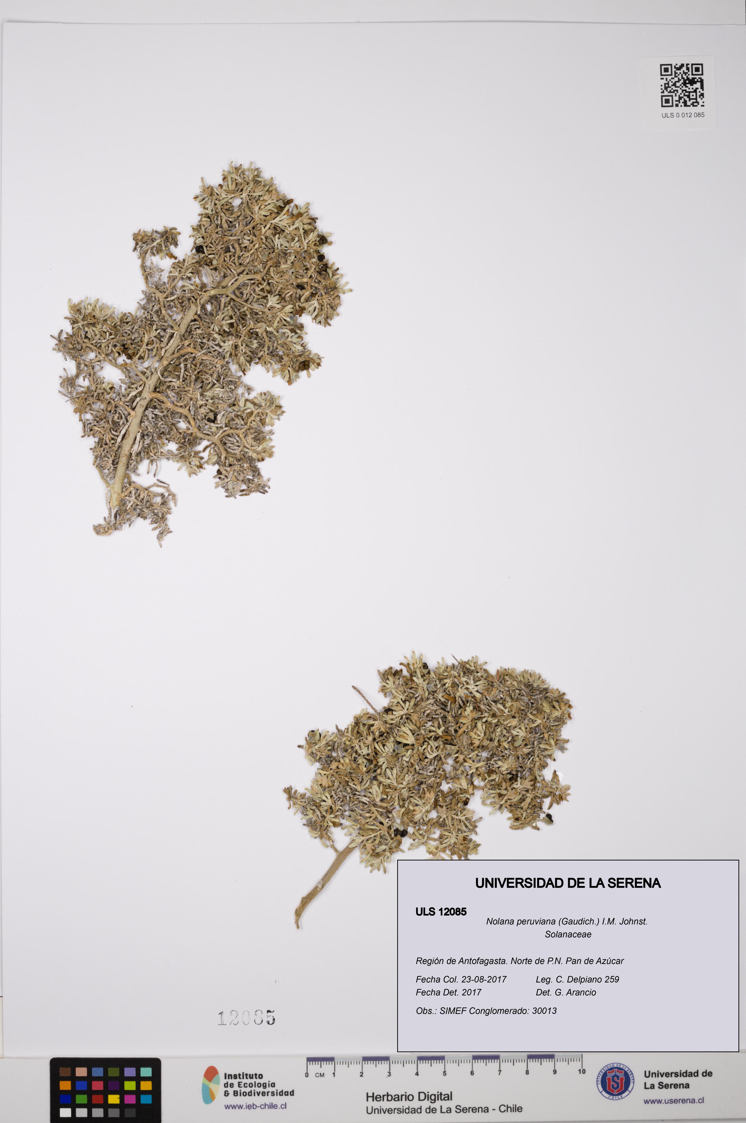 Nolana peruviana [Espécimen: ULS:ULS:0012085]
