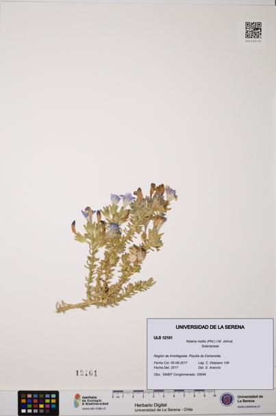 Nolana mollis [Espécimen: ULS:ULS:0012101]