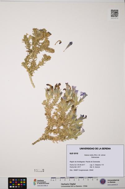 Nolana mollis [Espécimen: ULS:ULS:0012112]