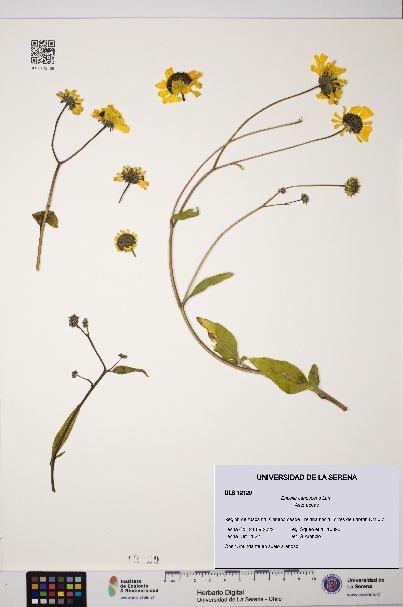 Encelia canescens [Espécimen: ULS:ULS:0012129]