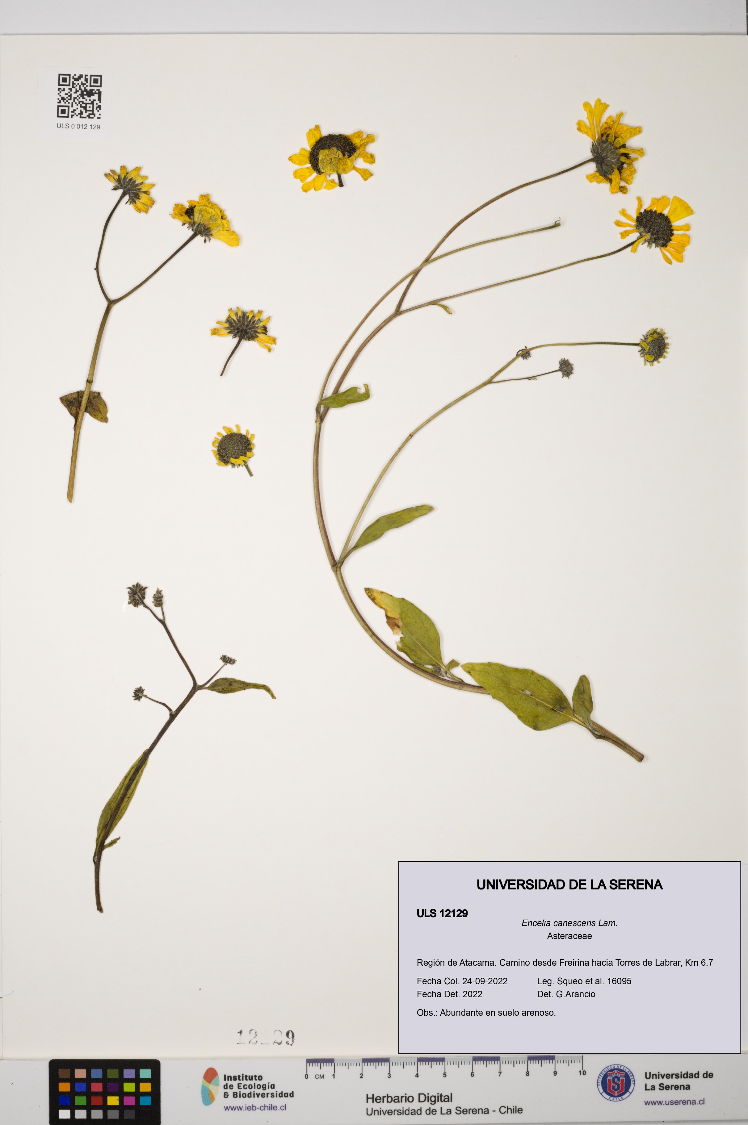 Encelia canescens [Espécimen: ULS:ULS:0012129]