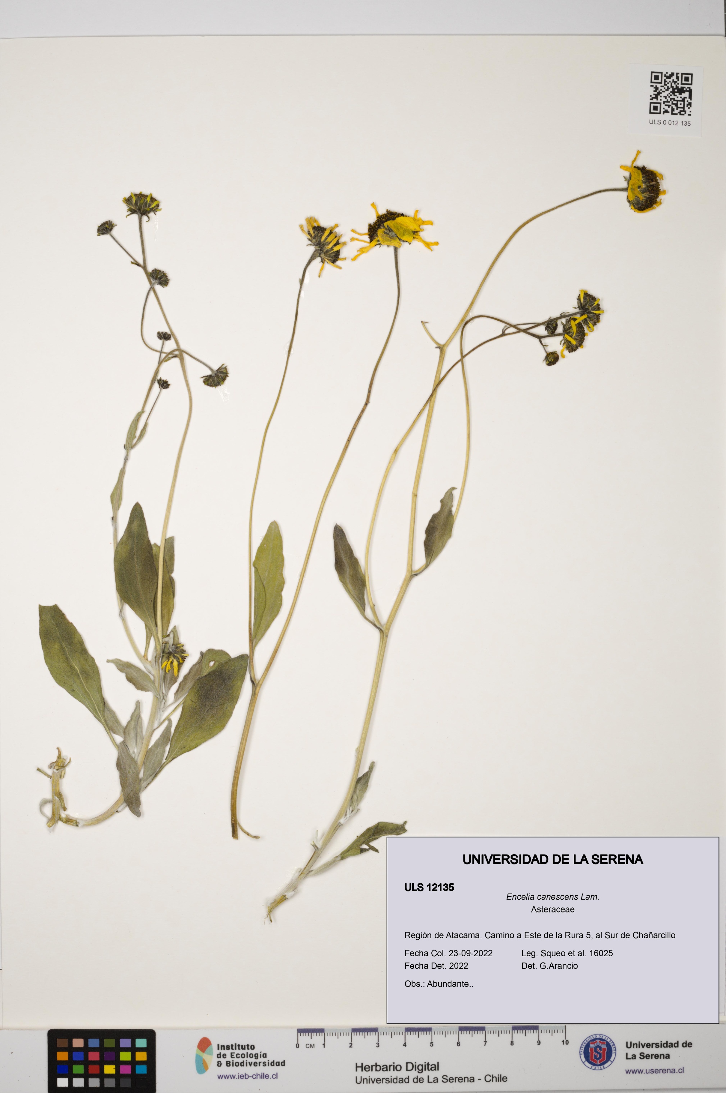Encelia canescens [Espécimen: ULS:ULS:0012135]