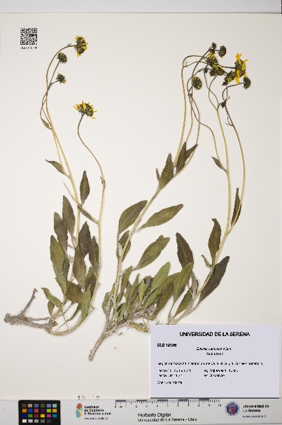 Encelia canescens [Espécimen: ULS:ULS:0012136]