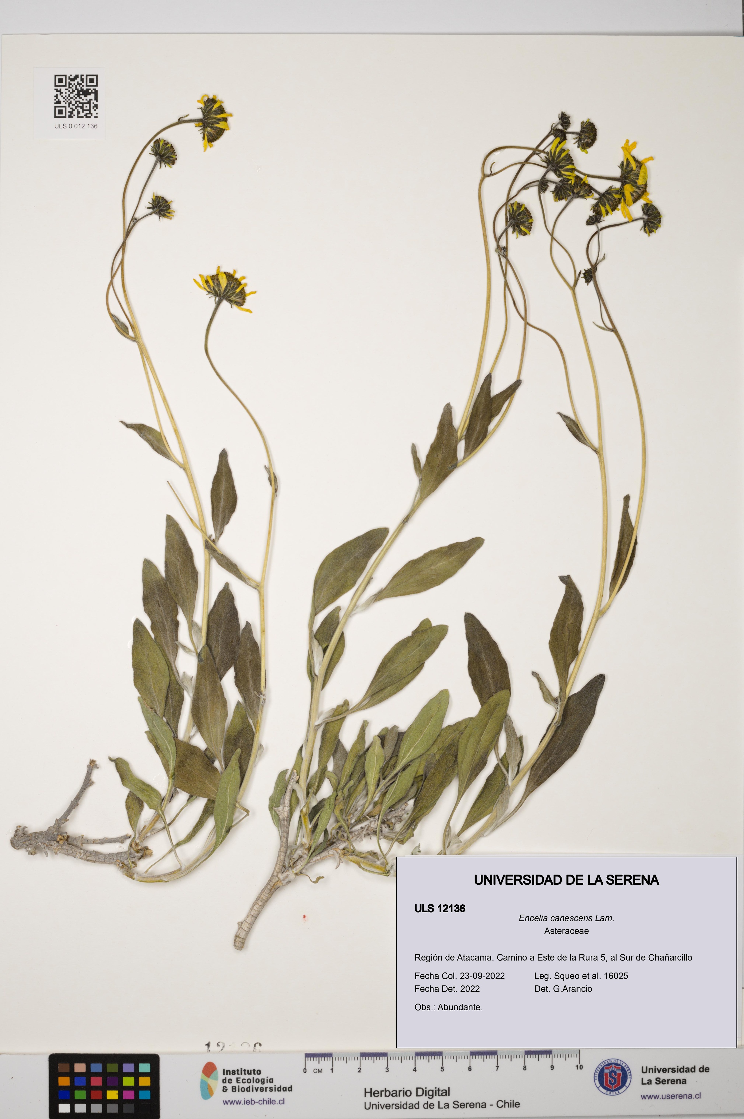 Encelia canescens [Espécimen: ULS:ULS:0012136]
