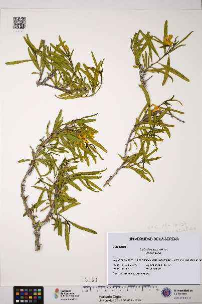 Skytanthus acutus [Espécimen: ULS:ULS:0012151]