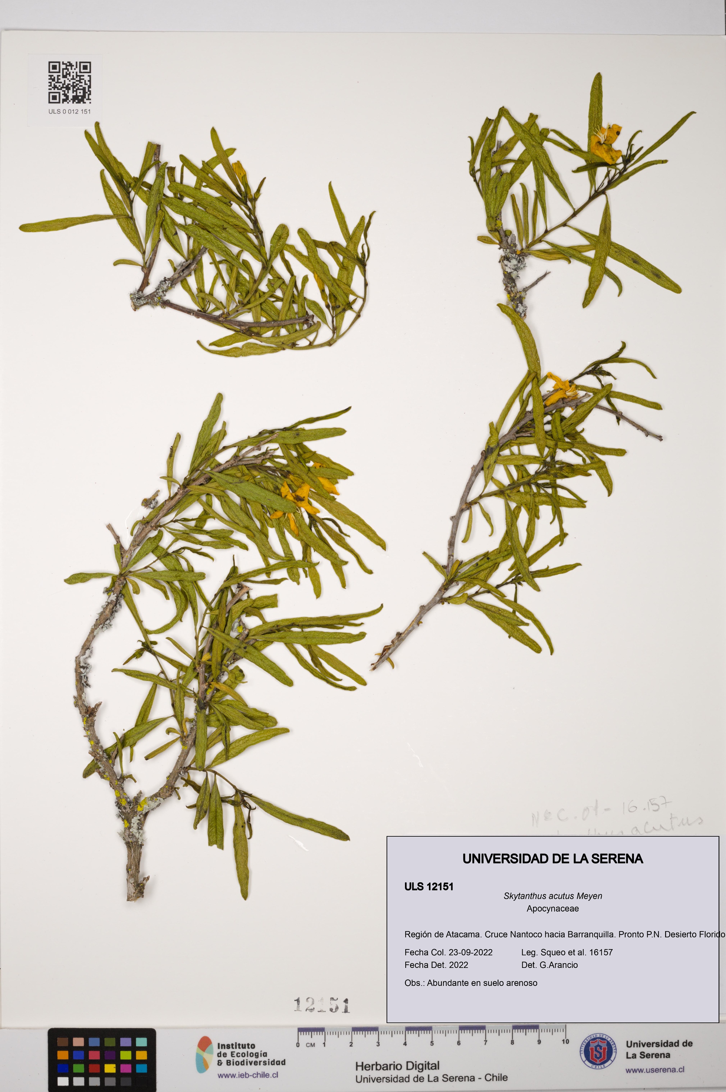 Skytanthus acutus [Espécimen: ULS:ULS:0012151]