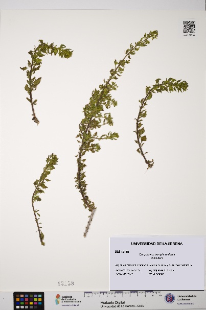 Ophryosporus triangularis [Espécimen: ULS:ULS:0012158]