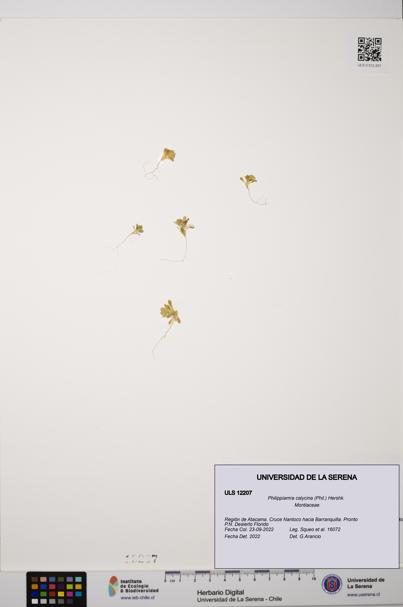 Philippiamra calycina [Espécimen: ]