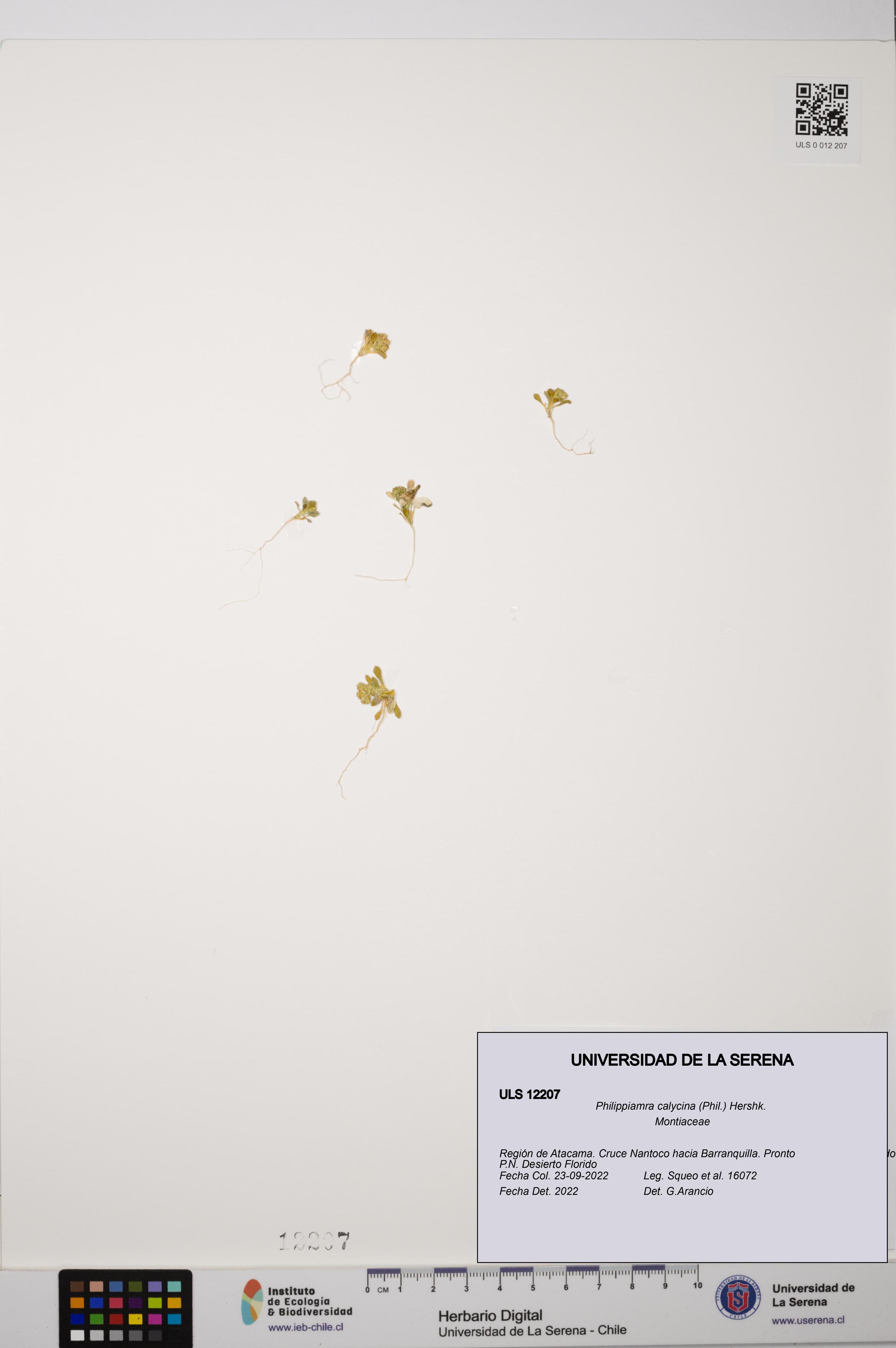 Philippiamra calycina [Espécimen: ]