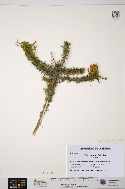 Balsamocarpon brevifolium [Espécimen: ULS:ULS:0012219]