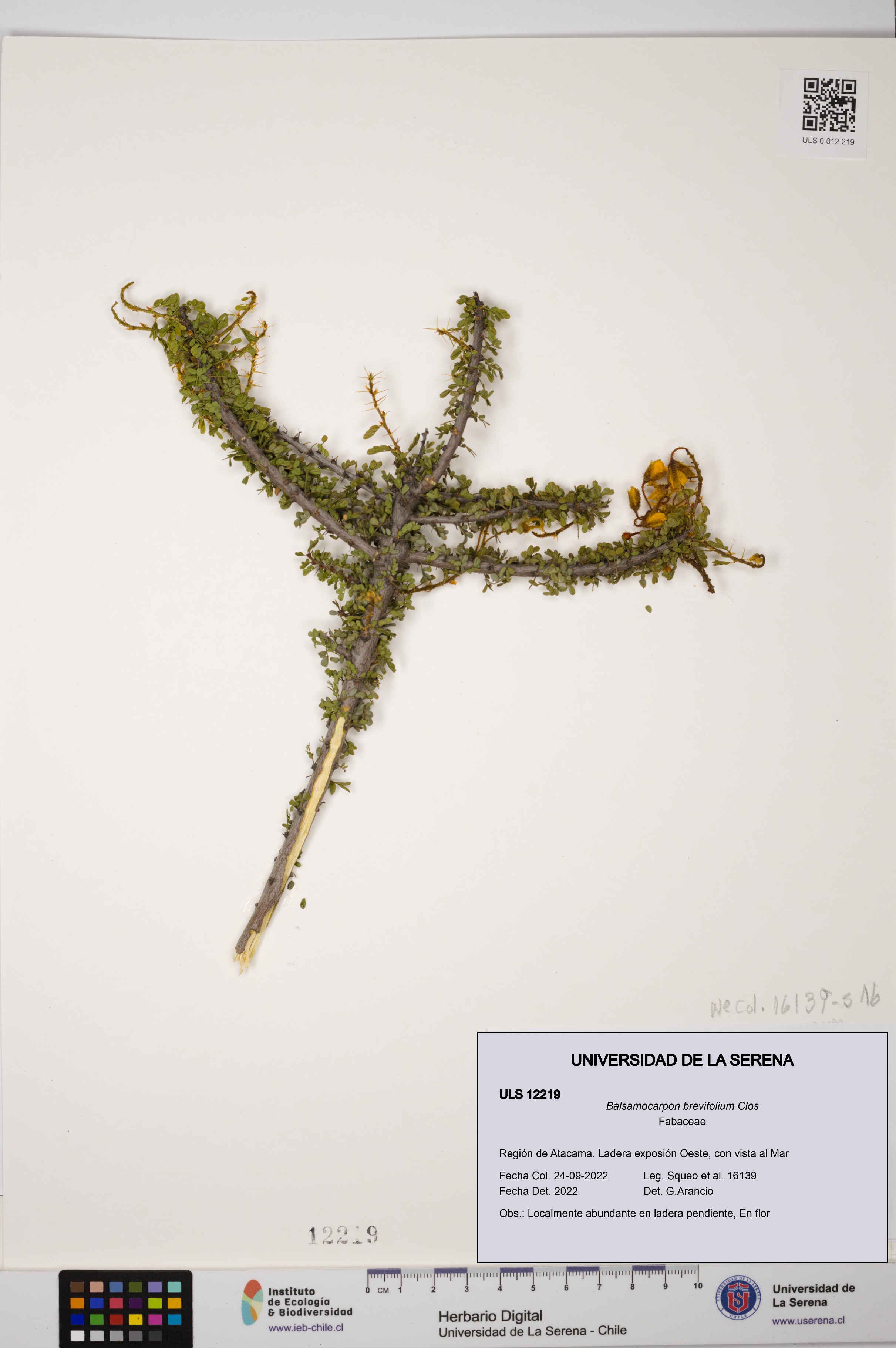 Balsamocarpon brevifolium [Espécimen: ULS:ULS:0012219]