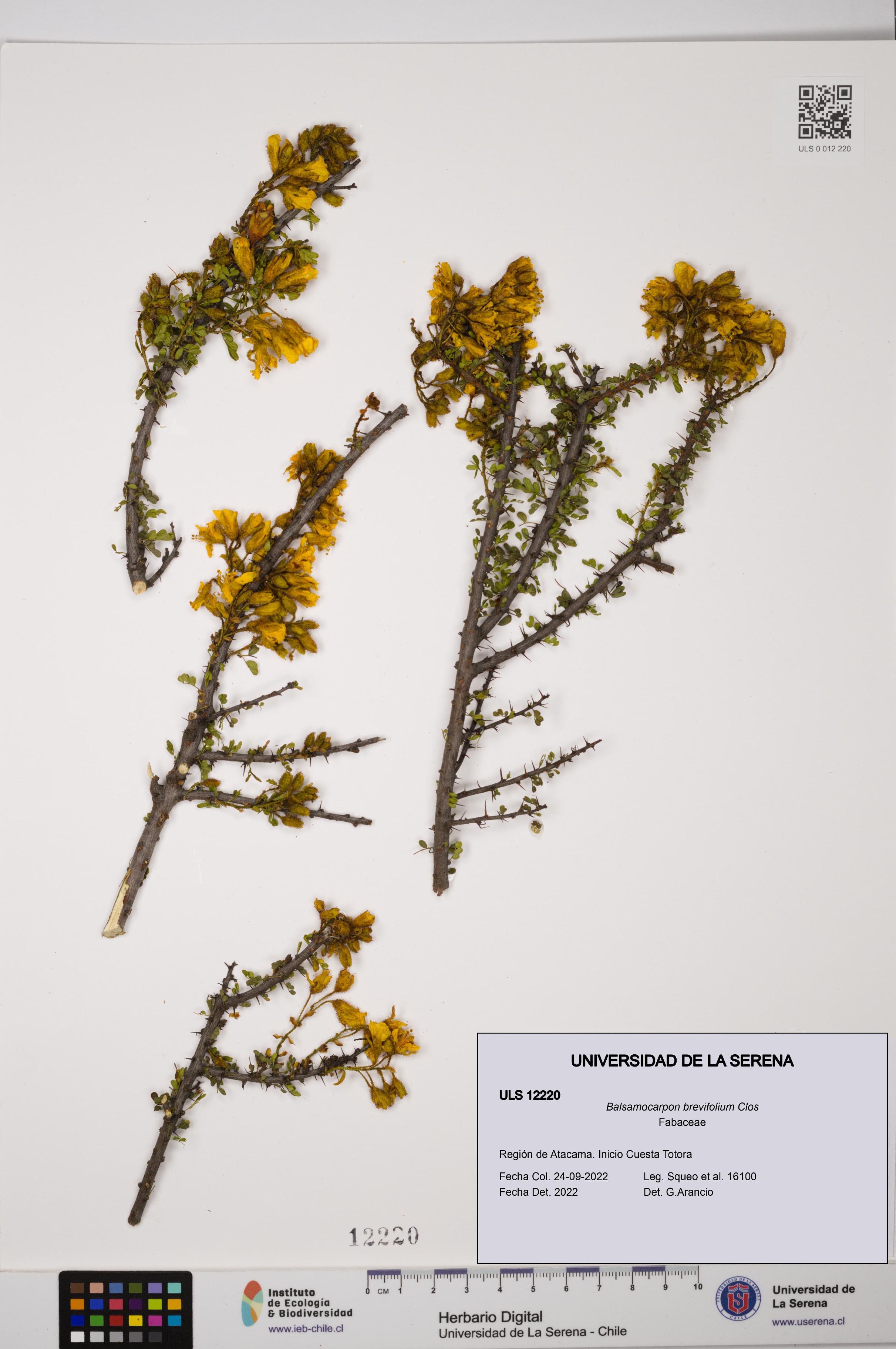 Balsamocarpon brevifolium [Espécimen: ULS:ULS:0012220]