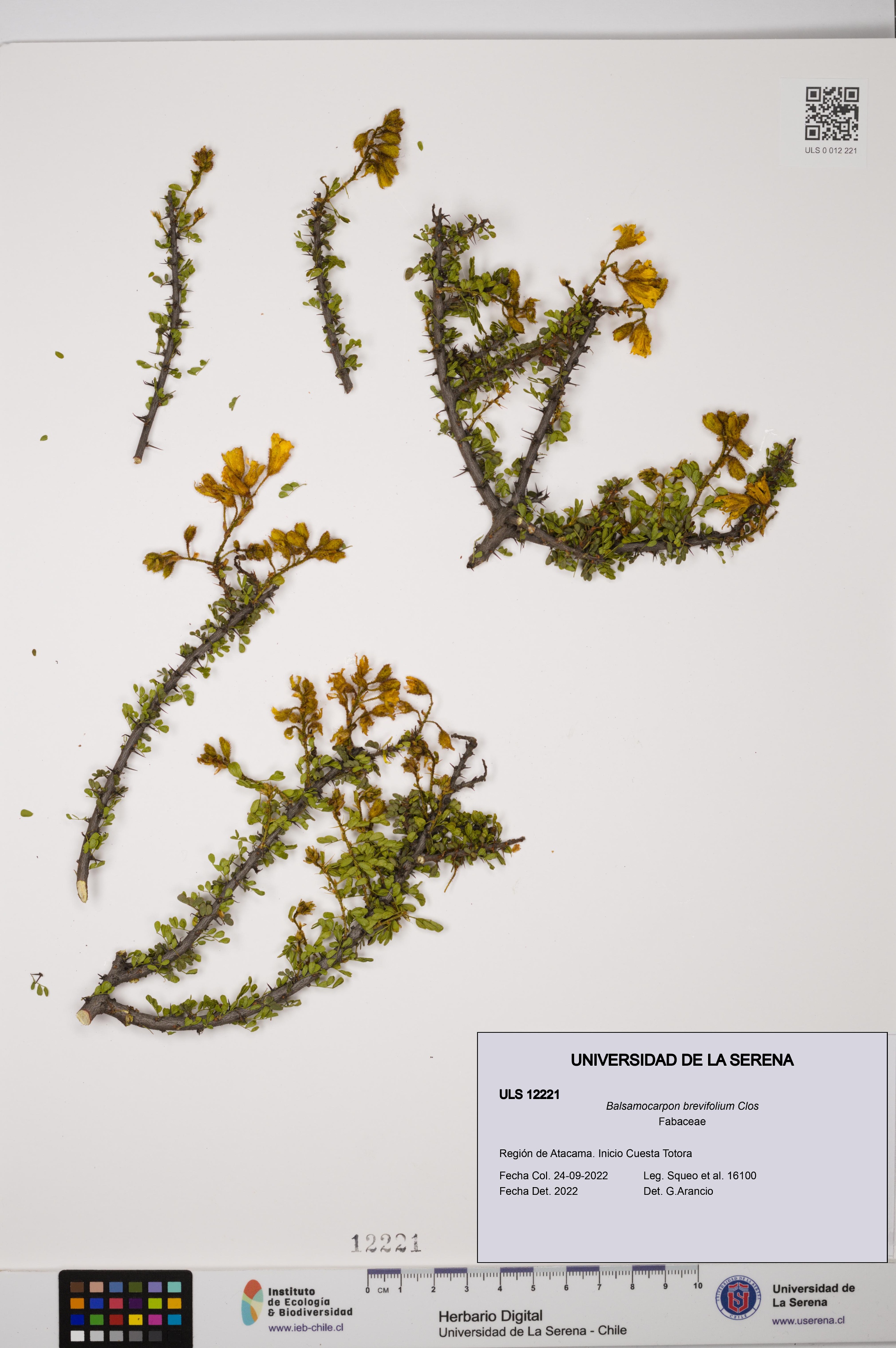 Balsamocarpon brevifolium [Espécimen: ULS:ULS:0012221]