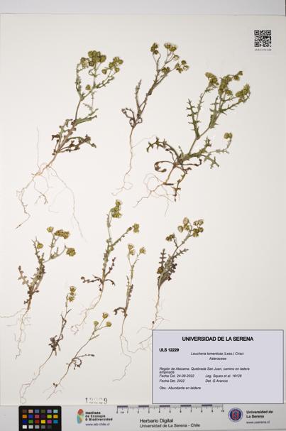 Leucheria tomentosa [Espécimen: ULS:ULS:0012229]