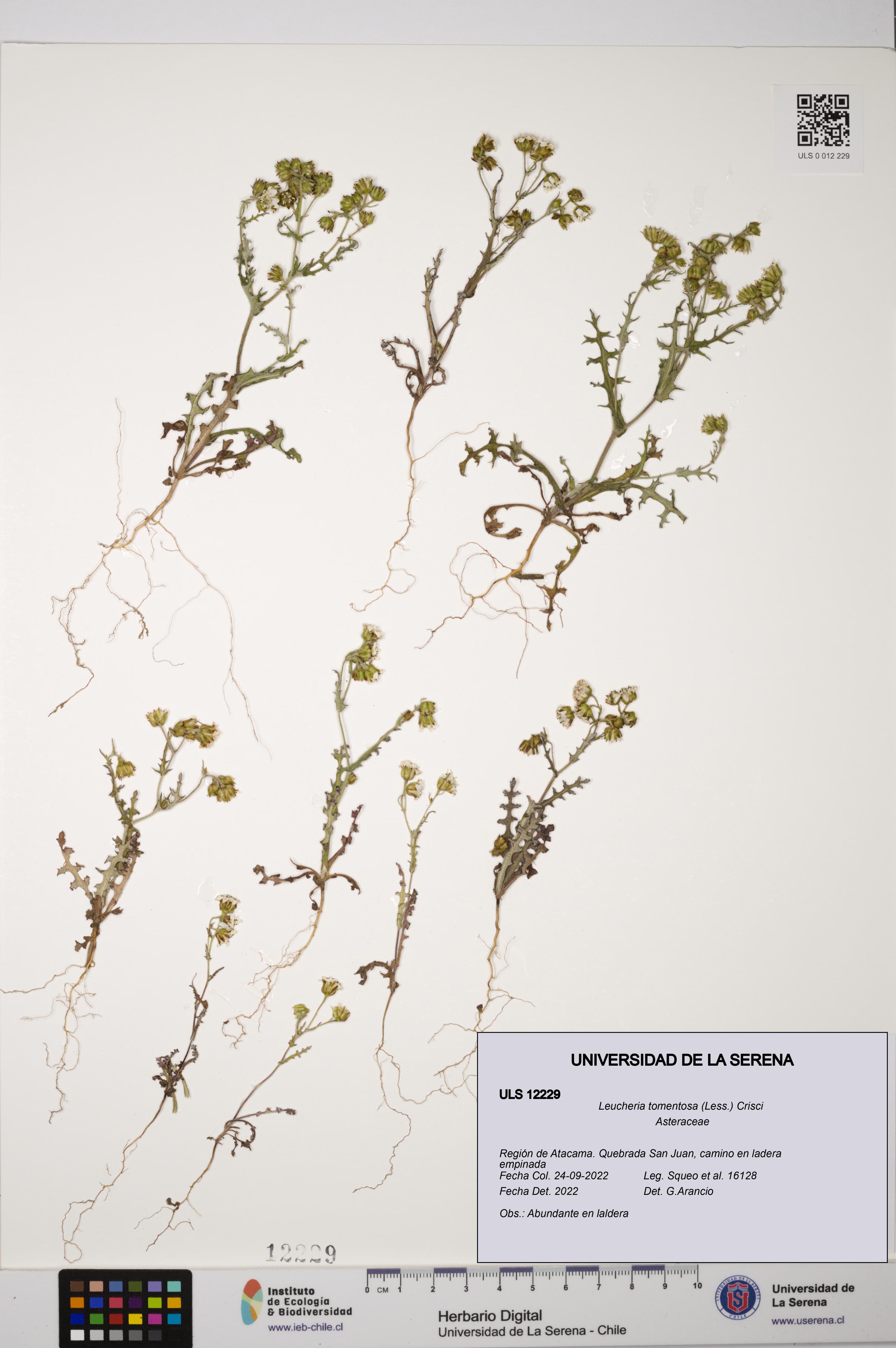 Leucheria tomentosa [Espécimen: ULS:ULS:0012229]