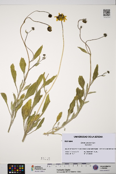 Encelia canescens [Espécimen: ULS:ULS:0012248]