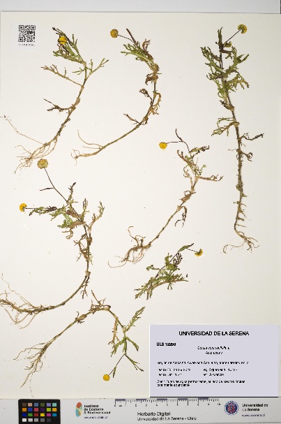 Cotula coronopifolia [Espécimen: ULS:ULS:0012253]