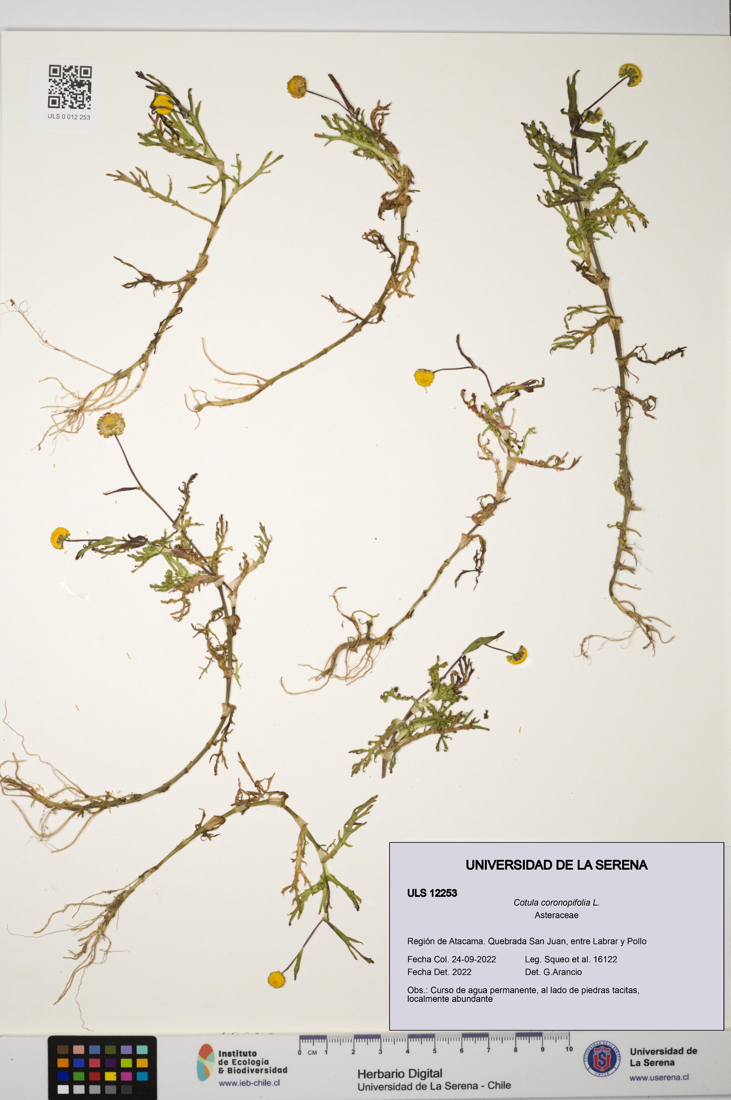 Cotula coronopifolia [Espécimen: ULS:ULS:0012253]