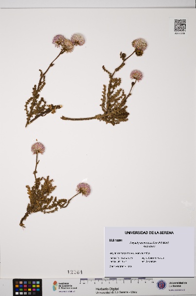 Polyachyrus cinereus [Espécimen: ULS:ULS:0012261]