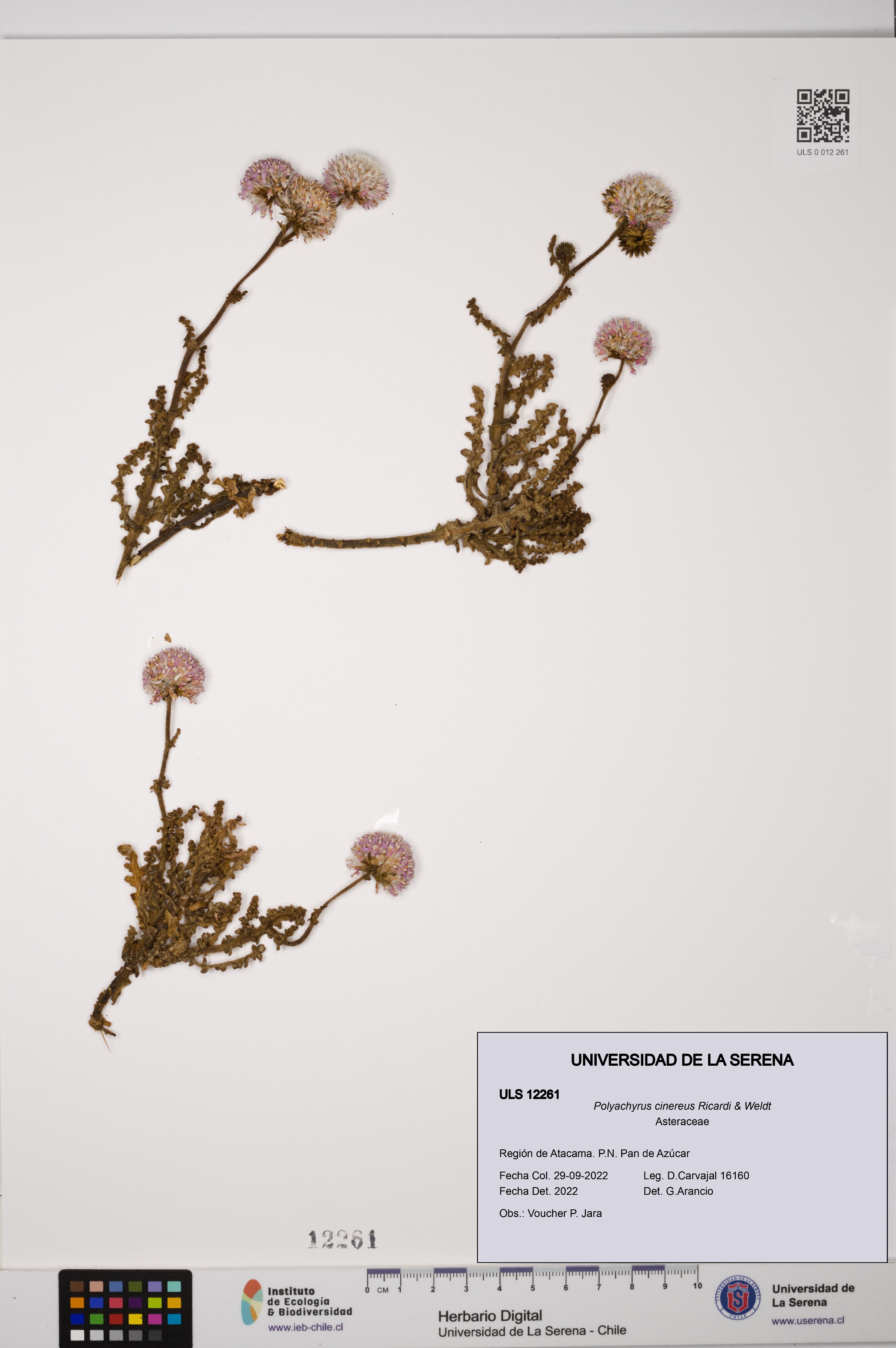 Polyachyrus cinereus [Espécimen: ULS:ULS:0012261]