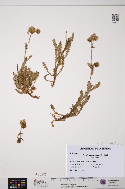 Polyachyrus cinereus [Espécimen: ULS:ULS:0012262]