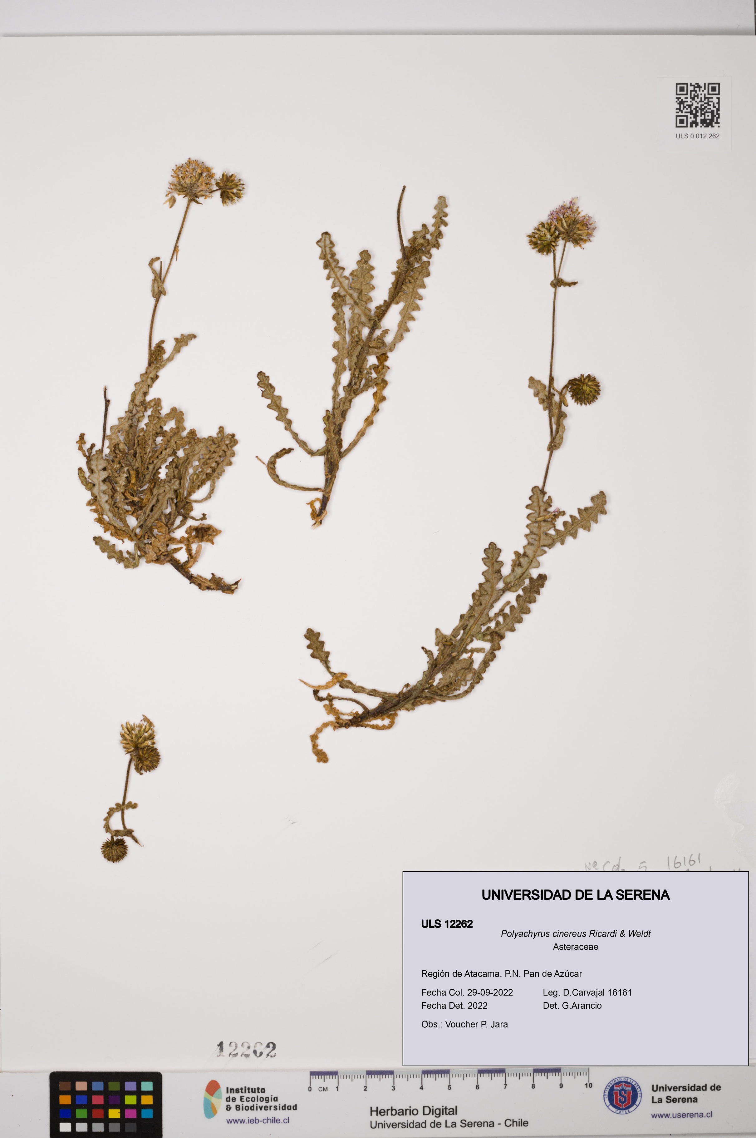 Polyachyrus cinereus [Espécimen: ULS:ULS:0012262]