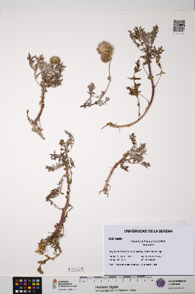 Polyachyrus fuscus [Espécimen: ULS:ULS:0012263]