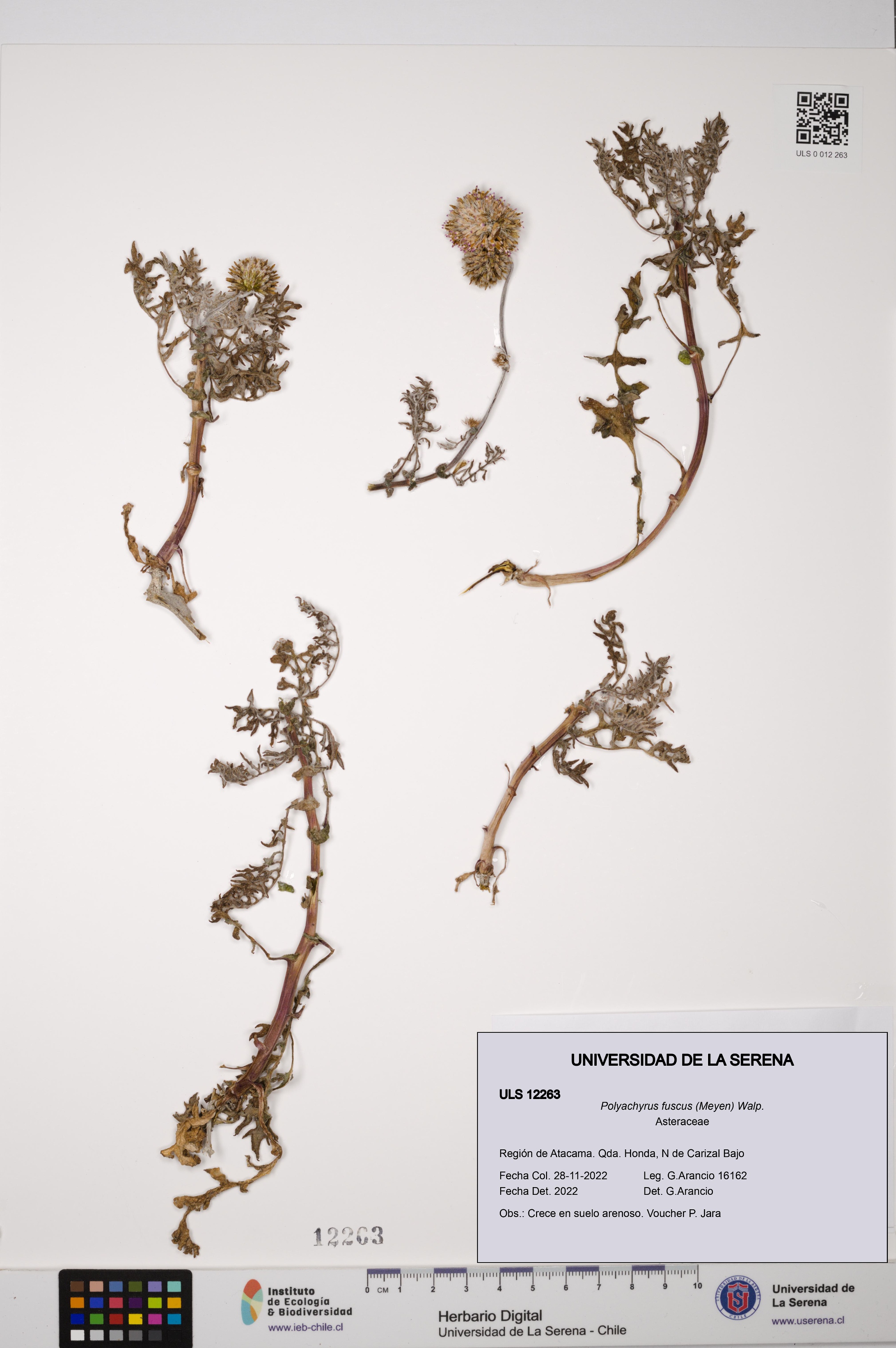 Polyachyrus fuscus [Espécimen: ULS:ULS:0012263]