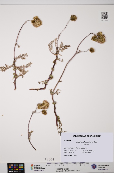 Polyachyrus fuscus [Espécimen: ULS:ULS:0012264]