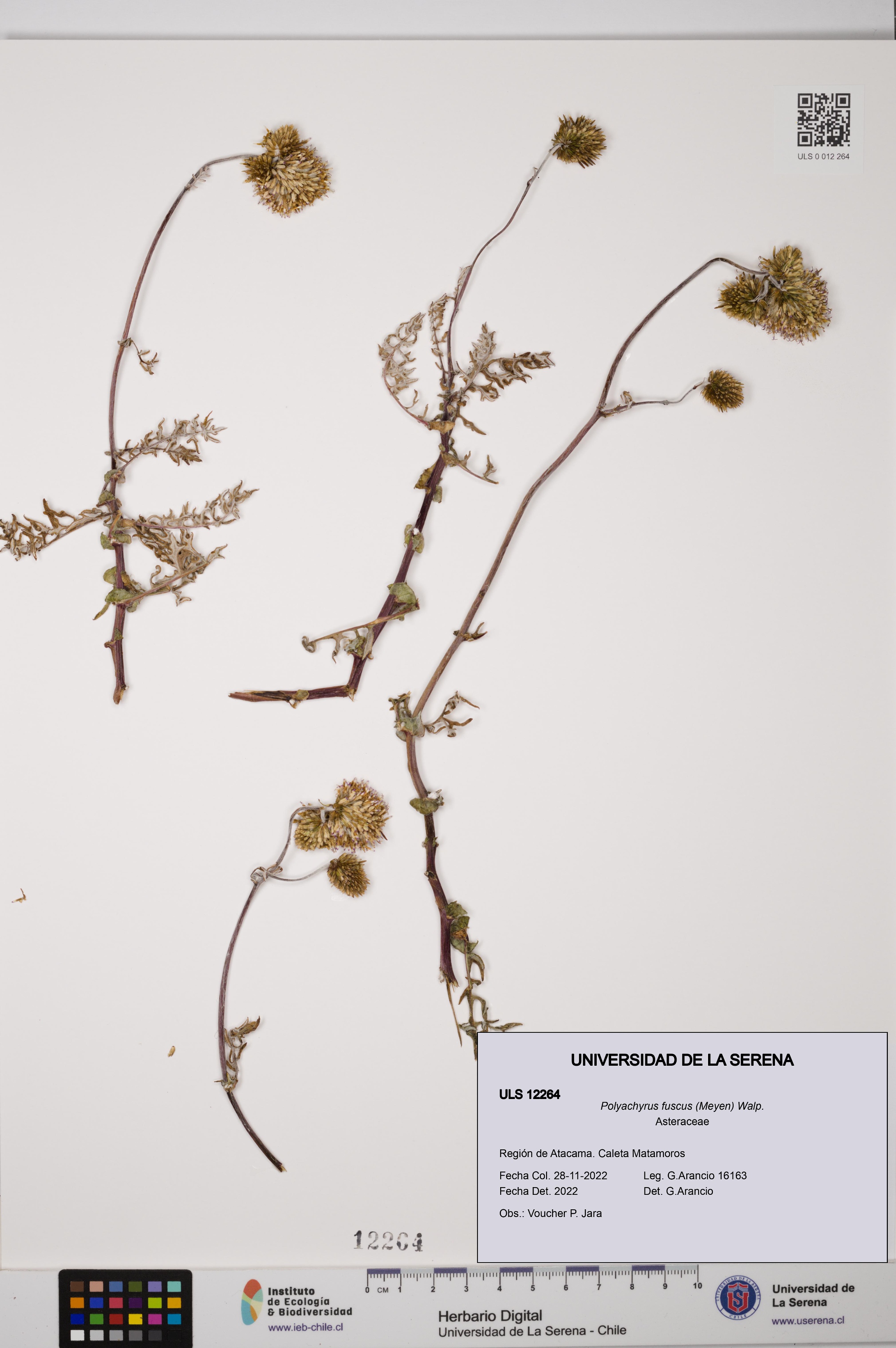 Polyachyrus fuscus [Espécimen: ULS:ULS:0012264]
