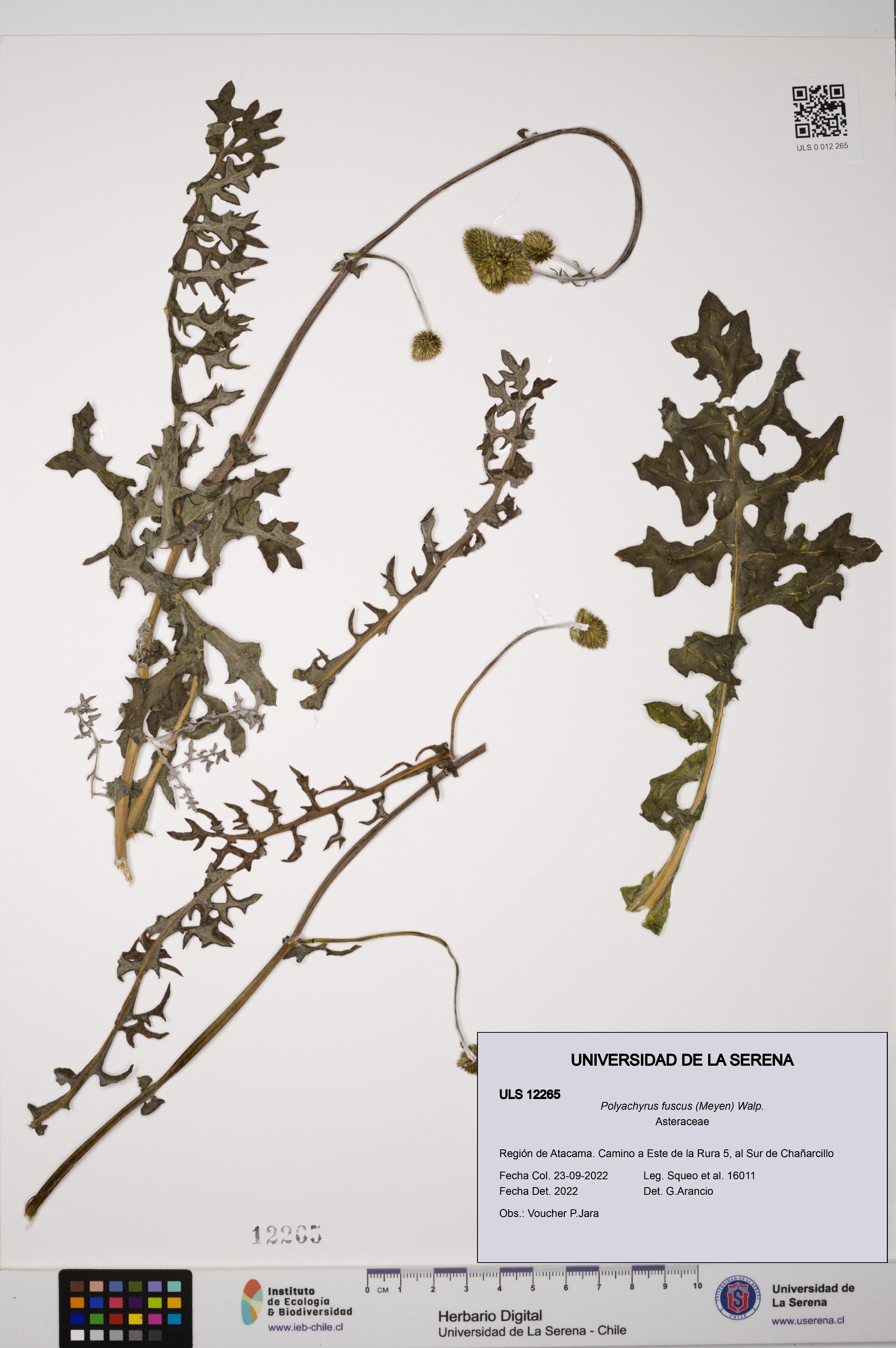 Polyachyrus fuscus [Espécimen: ULS:ULS:0012265]