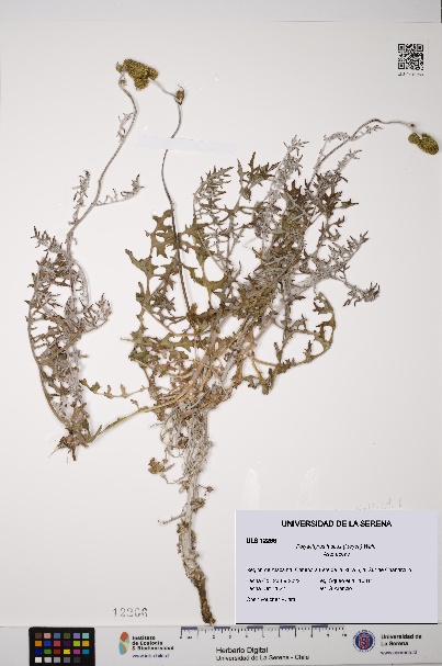 Polyachyrus fuscus [Espécimen: ULS:ULS:0012266]