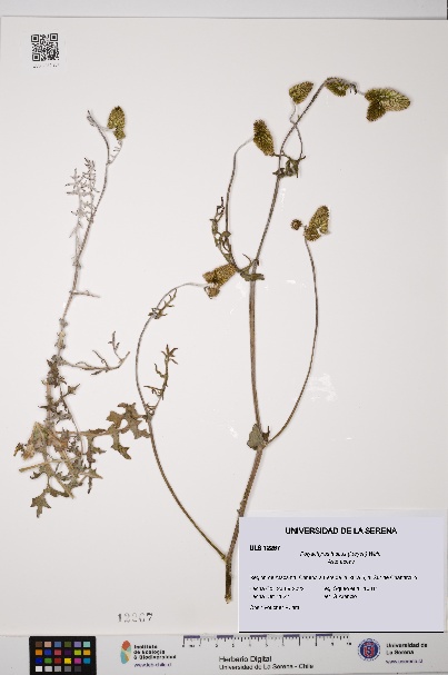 Polyachyrus fuscus [Espécimen: ULS:ULS:0012267]