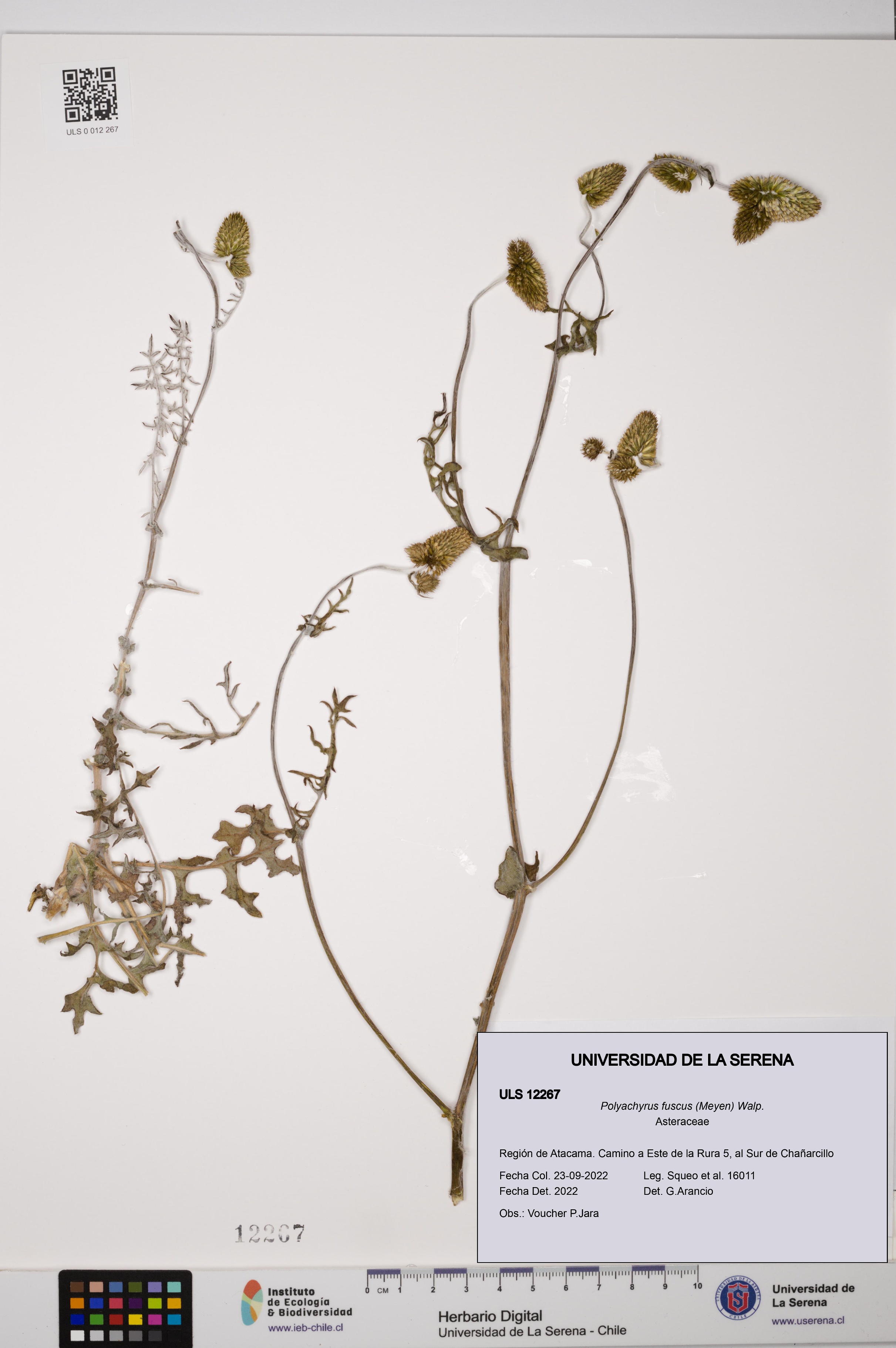 Polyachyrus fuscus [Espécimen: ULS:ULS:0012267]