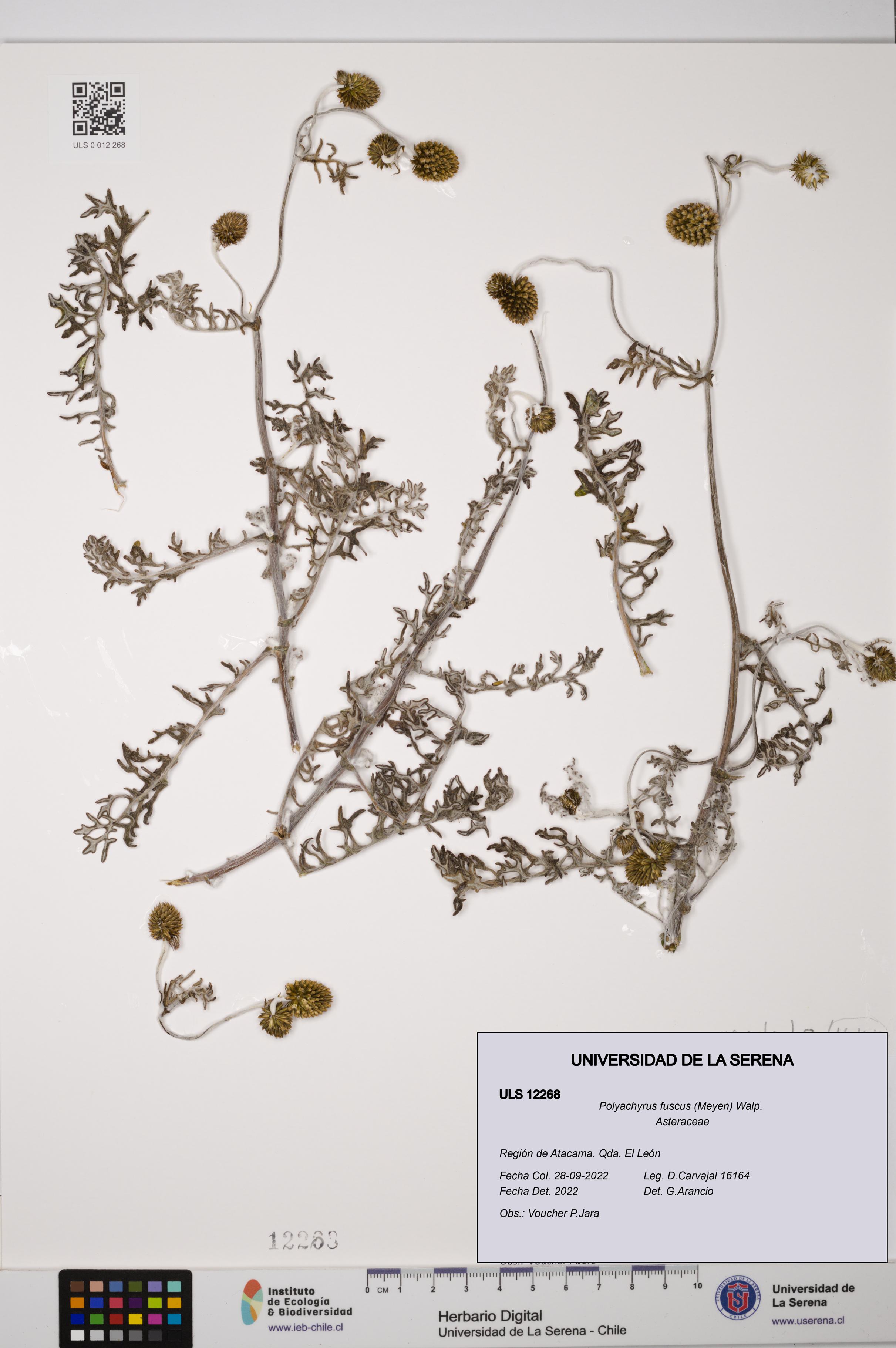 Polyachyrus fuscus [Espécimen: ULS:ULS:0012268]