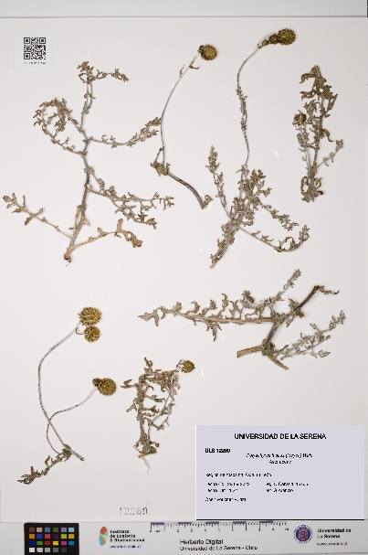 Polyachyrus fuscus [Espécimen: ULS:ULS:0012269]