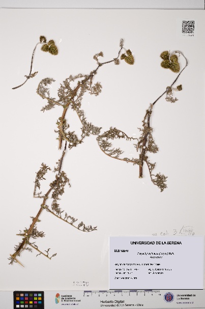 Polyachyrus fuscus [Espécimen: ULS:ULS:0012270]