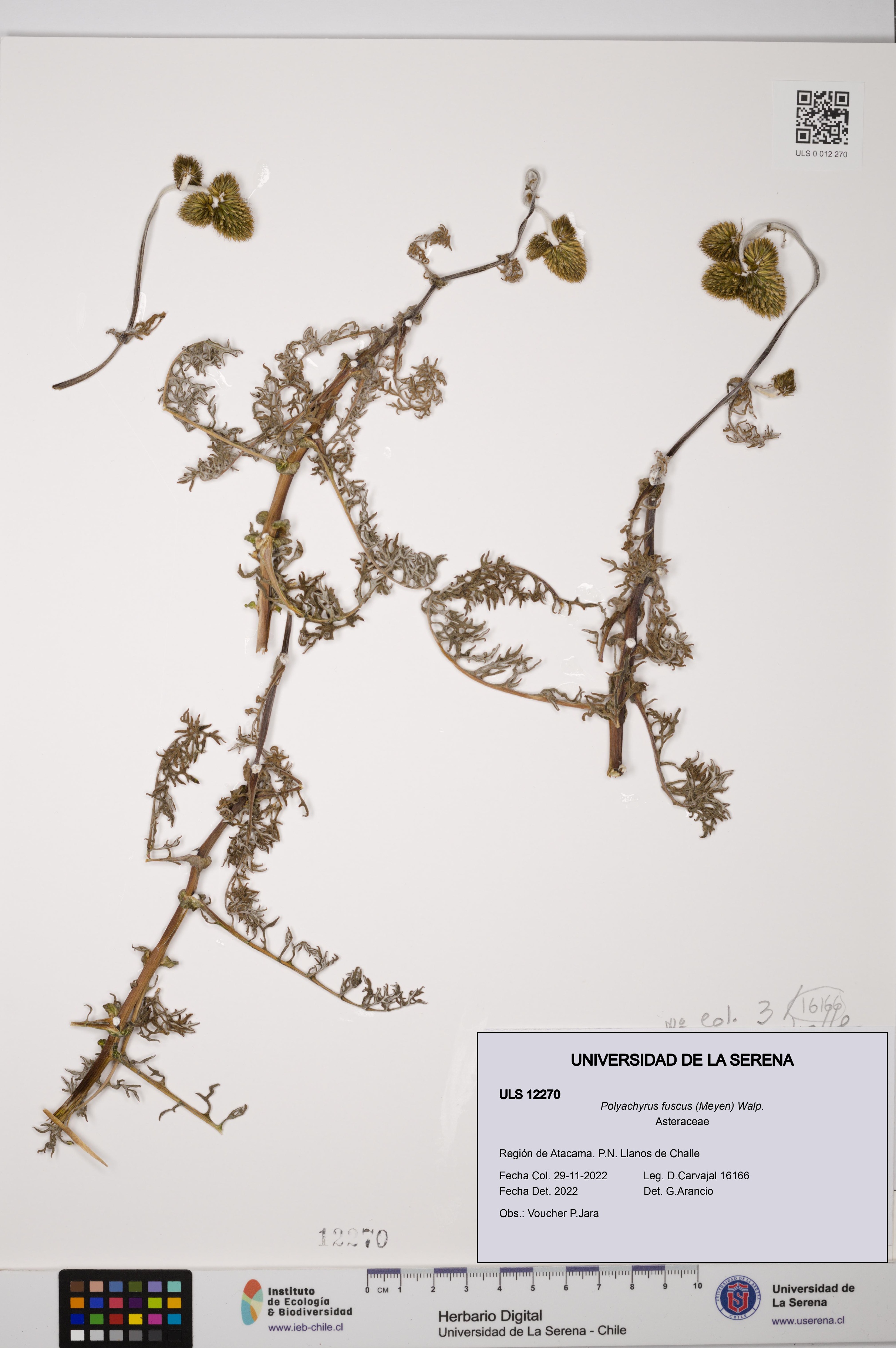 Polyachyrus fuscus [Espécimen: ULS:ULS:0012270]
