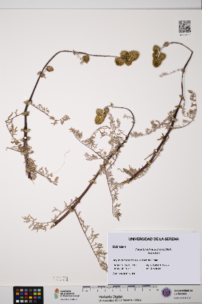 Polyachyrus fuscus [Espécimen: ULS:ULS:0012271]