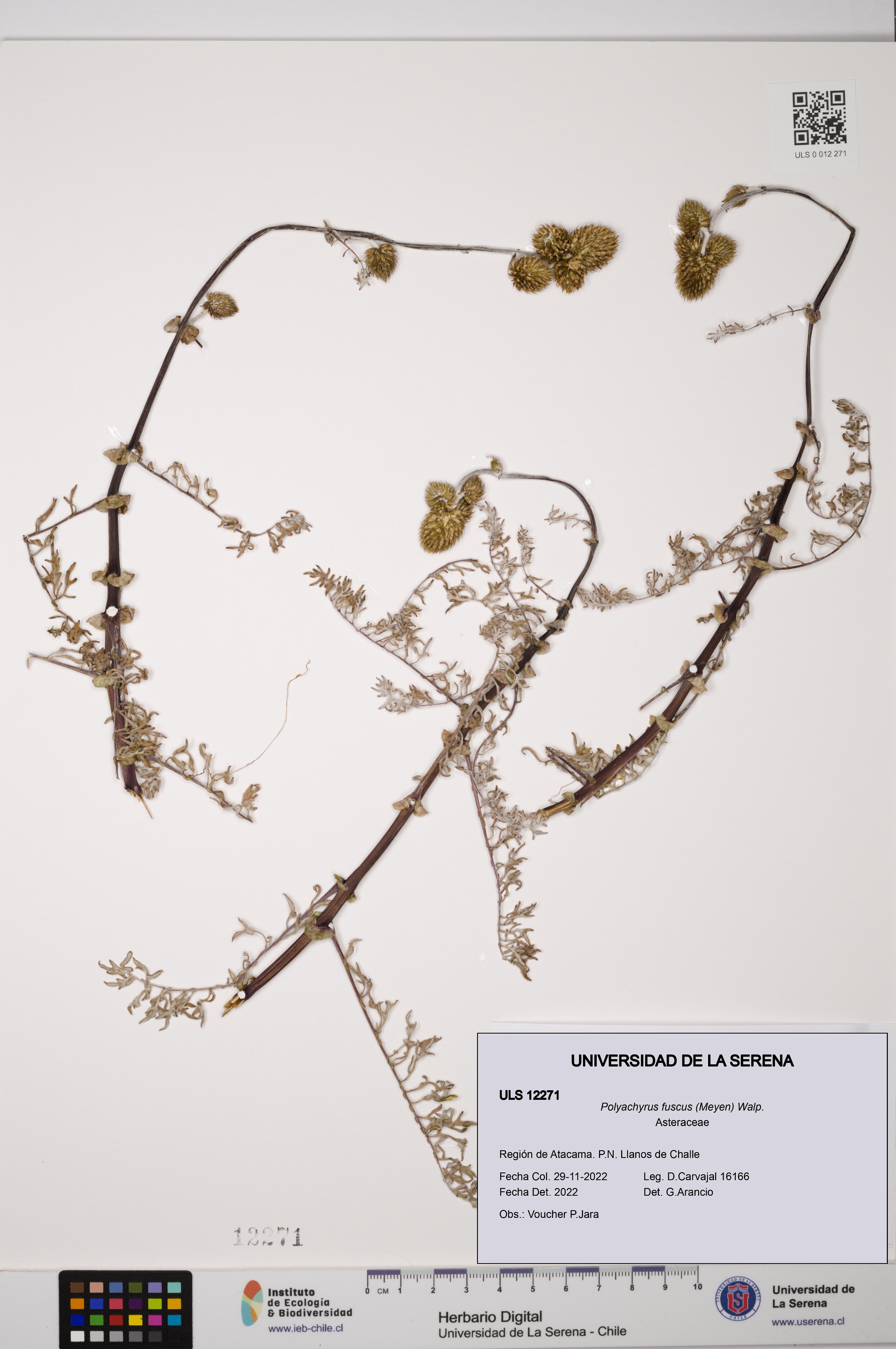 Polyachyrus fuscus [Espécimen: ULS:ULS:0012271]