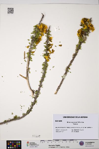 Balsamocarpon brevifolium [Espécimen: ULS:ULS:0012306]