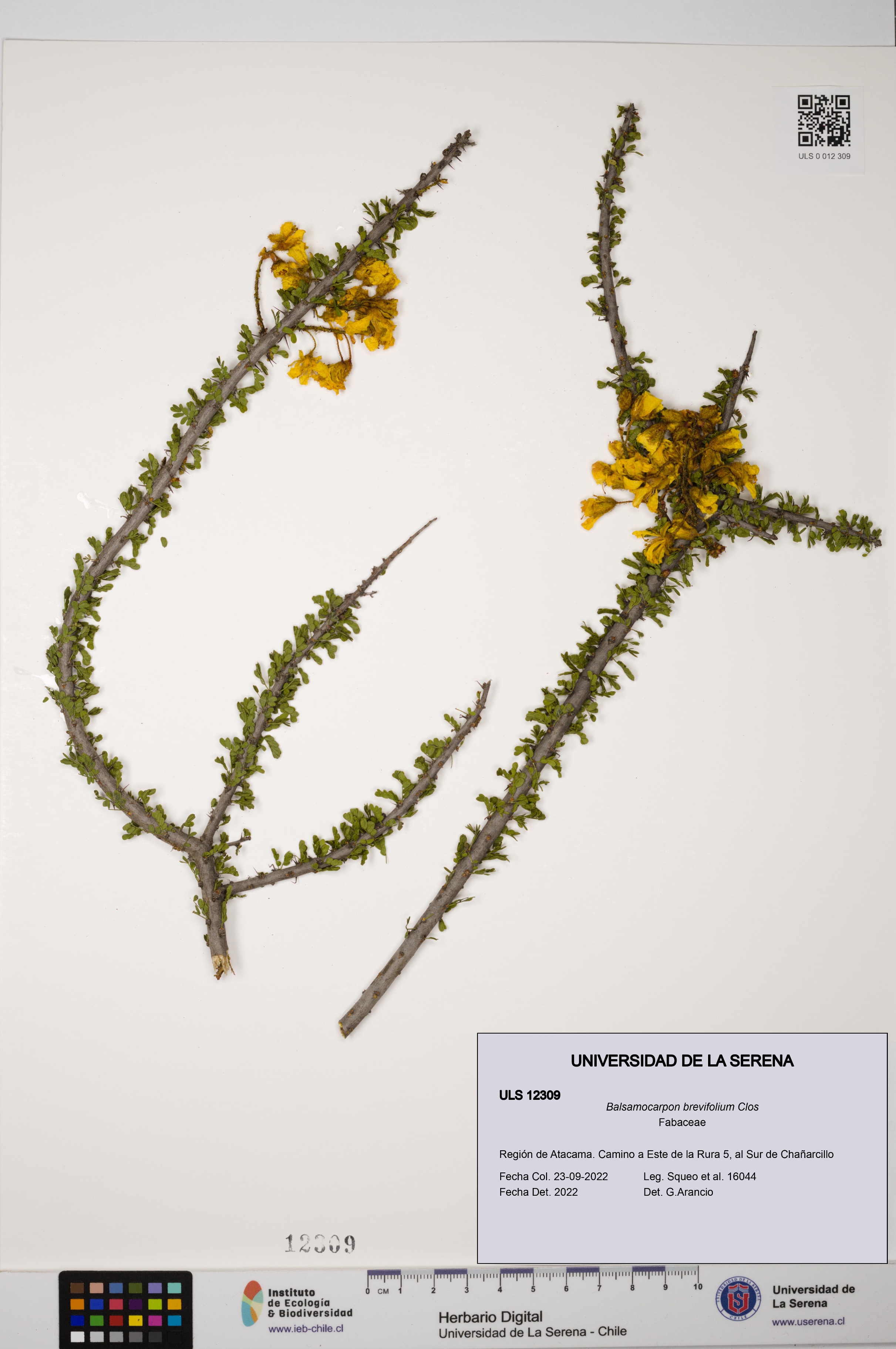 Balsamocarpon brevifolium [Espécimen: ULS:ULS:0012309]