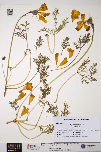 Argylia radiata [Espécimen: ULS:ULS:0012312]