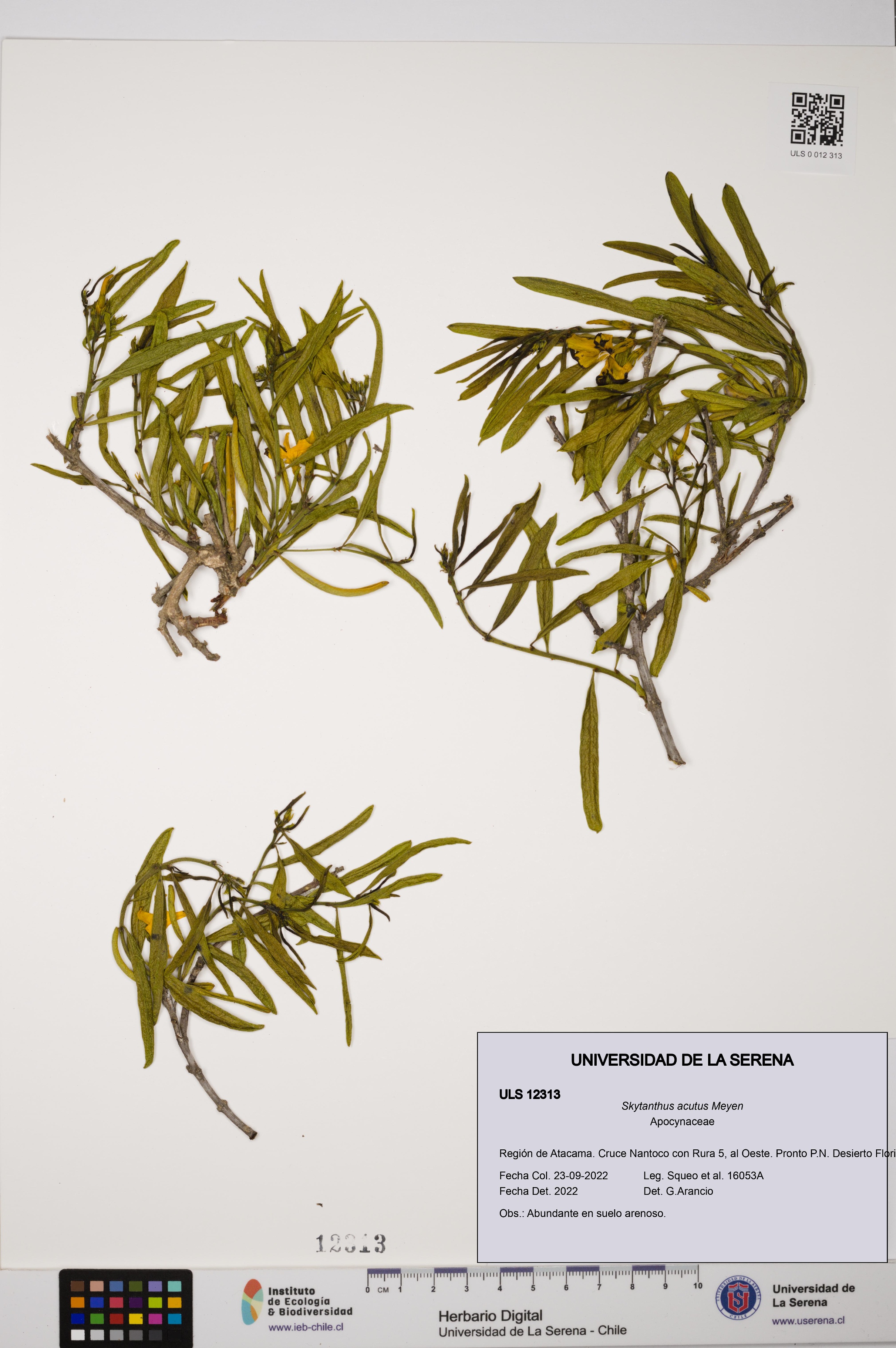 Skytanthus acutus [Espécimen: ULS:ULS:0012313]