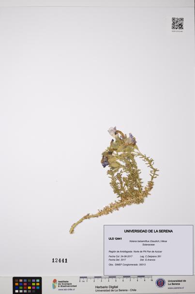 Nolana balsamiflua [Espécimen: ULS:ULS:0012441]