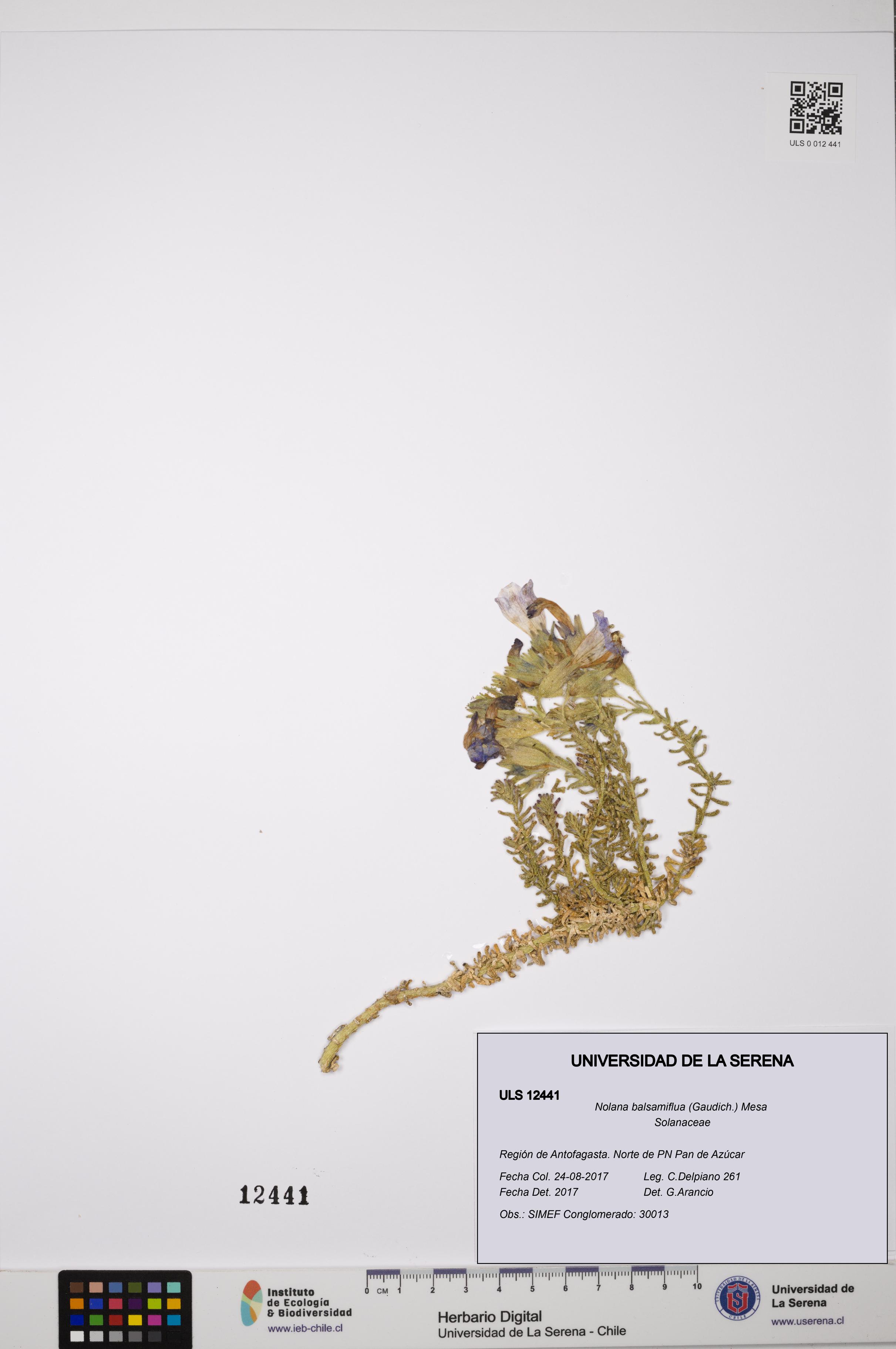 Nolana balsamiflua [Espécimen: ULS:ULS:0012441]