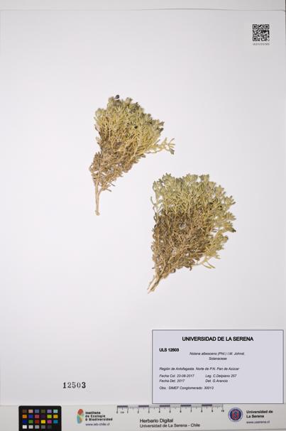 Nolana albescens [Espécimen: ULS:ULS:0012503]
