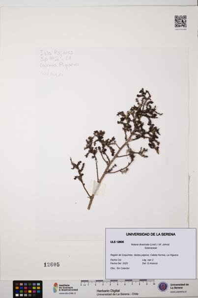 Nolana divaricata [Espécimen: ULS:ULS:0012605]